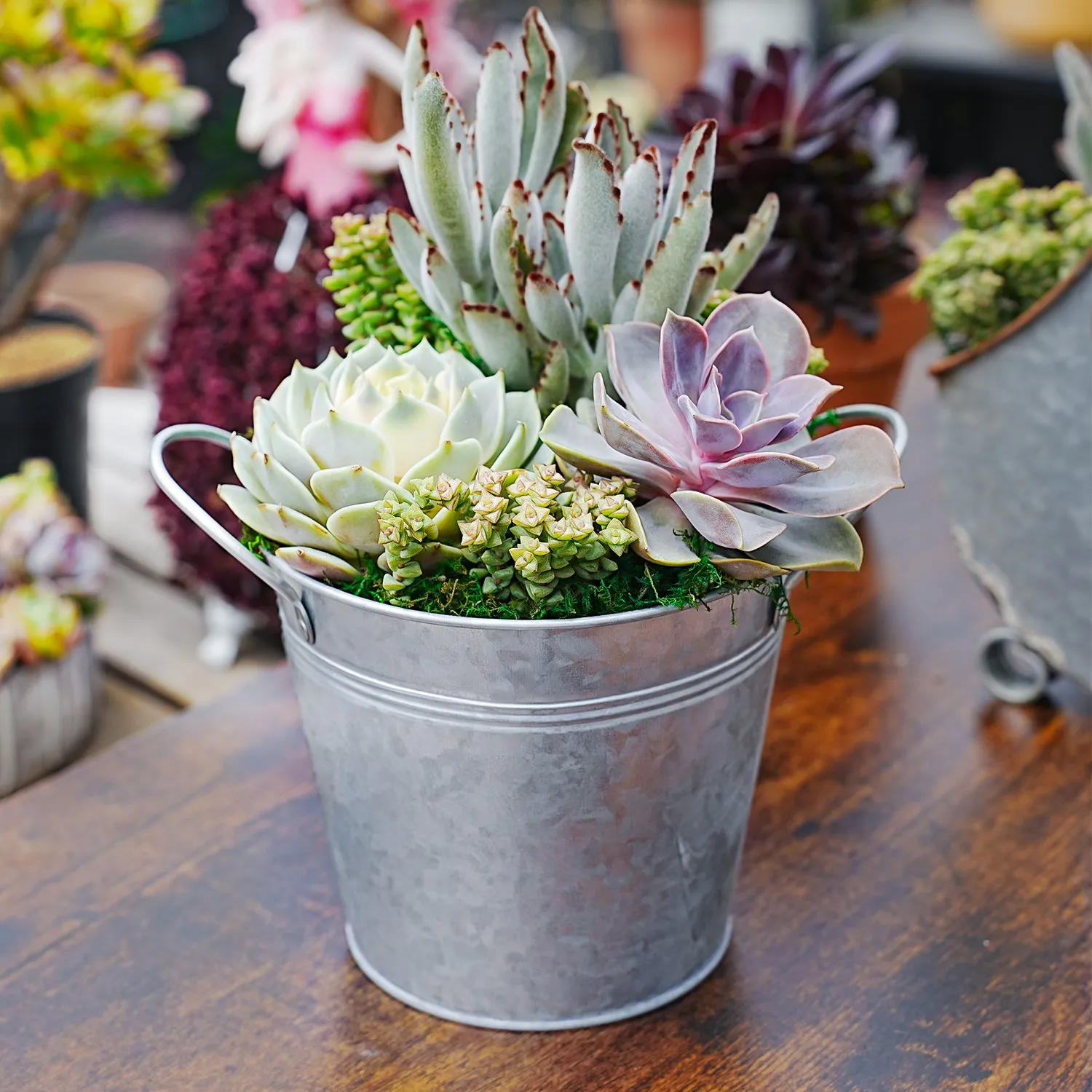 6" Succulent Centerpiece Table Decor
