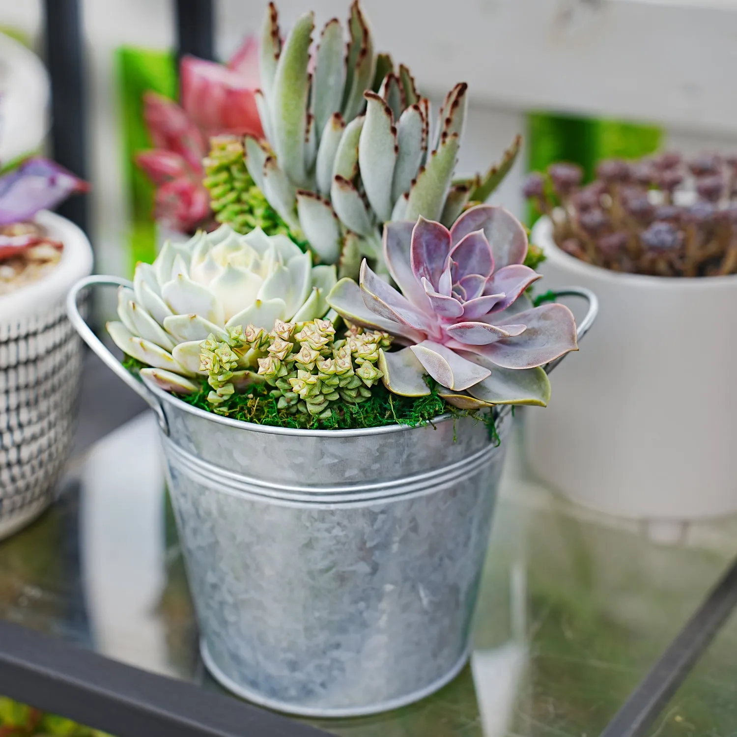 6" Succulent Centerpiece Table Decor