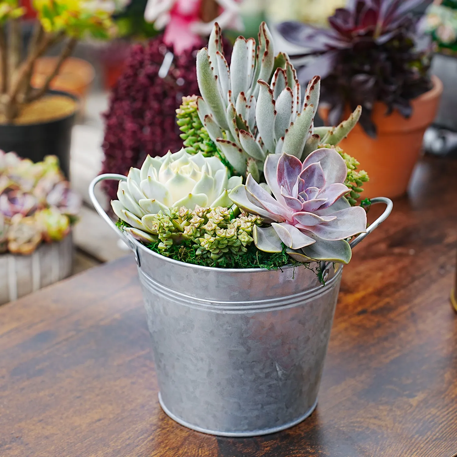 6" Succulent Centerpiece Table Decor
