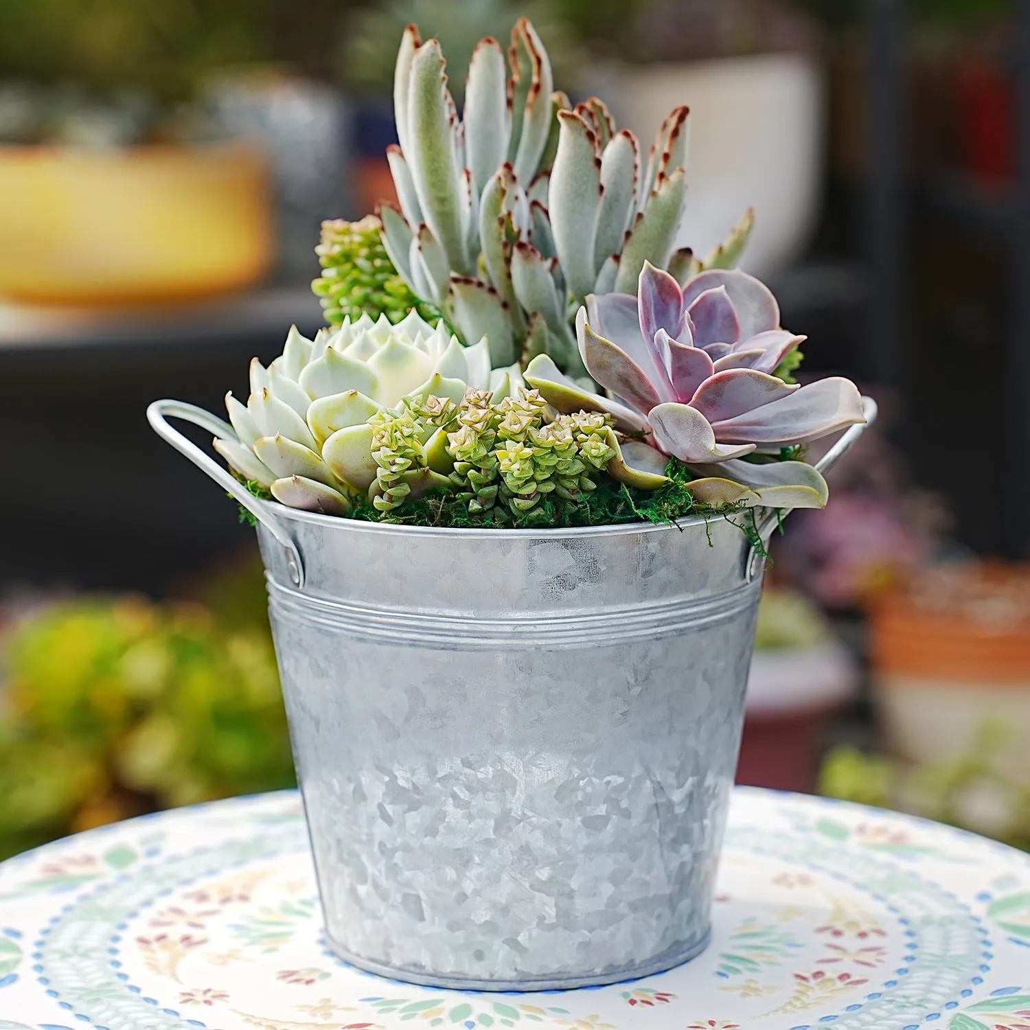 6" Succulent Centerpiece Table Decor
