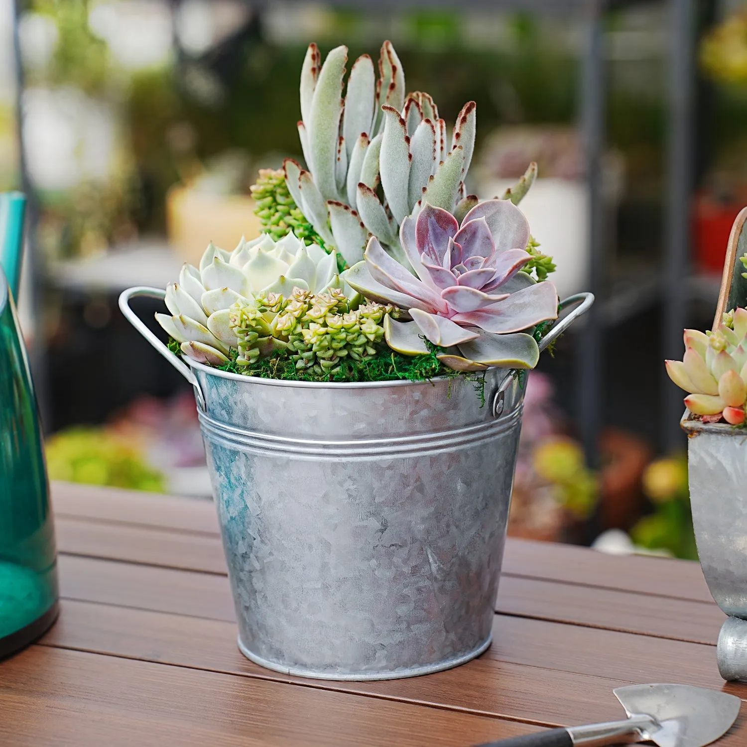 6" Succulent Centerpiece Table Decor