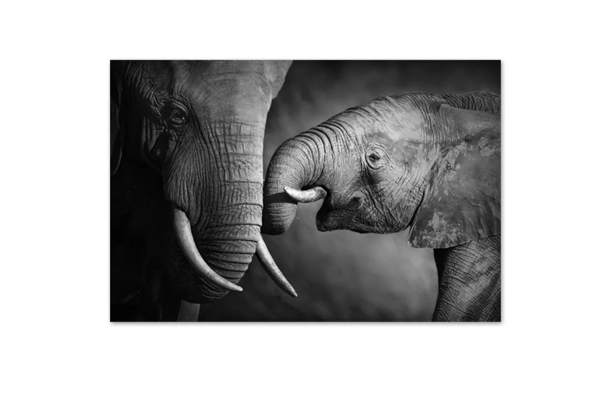 Elephant Touch | Canvas Wall Art Print