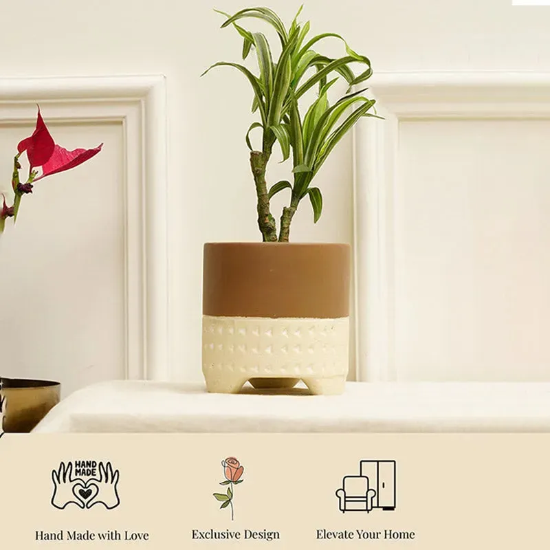 Gardenia Planter | Plant Not Included