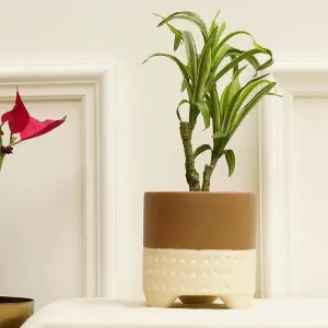 Gardenia Planter | Plant Not Included