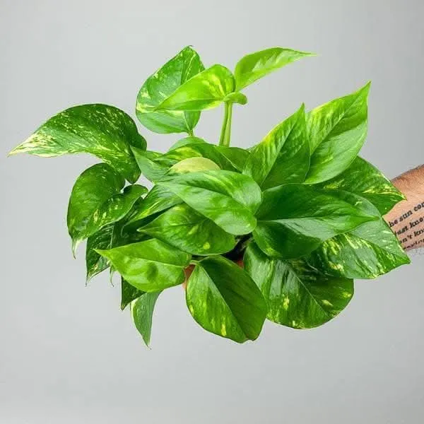 Golden Pothos