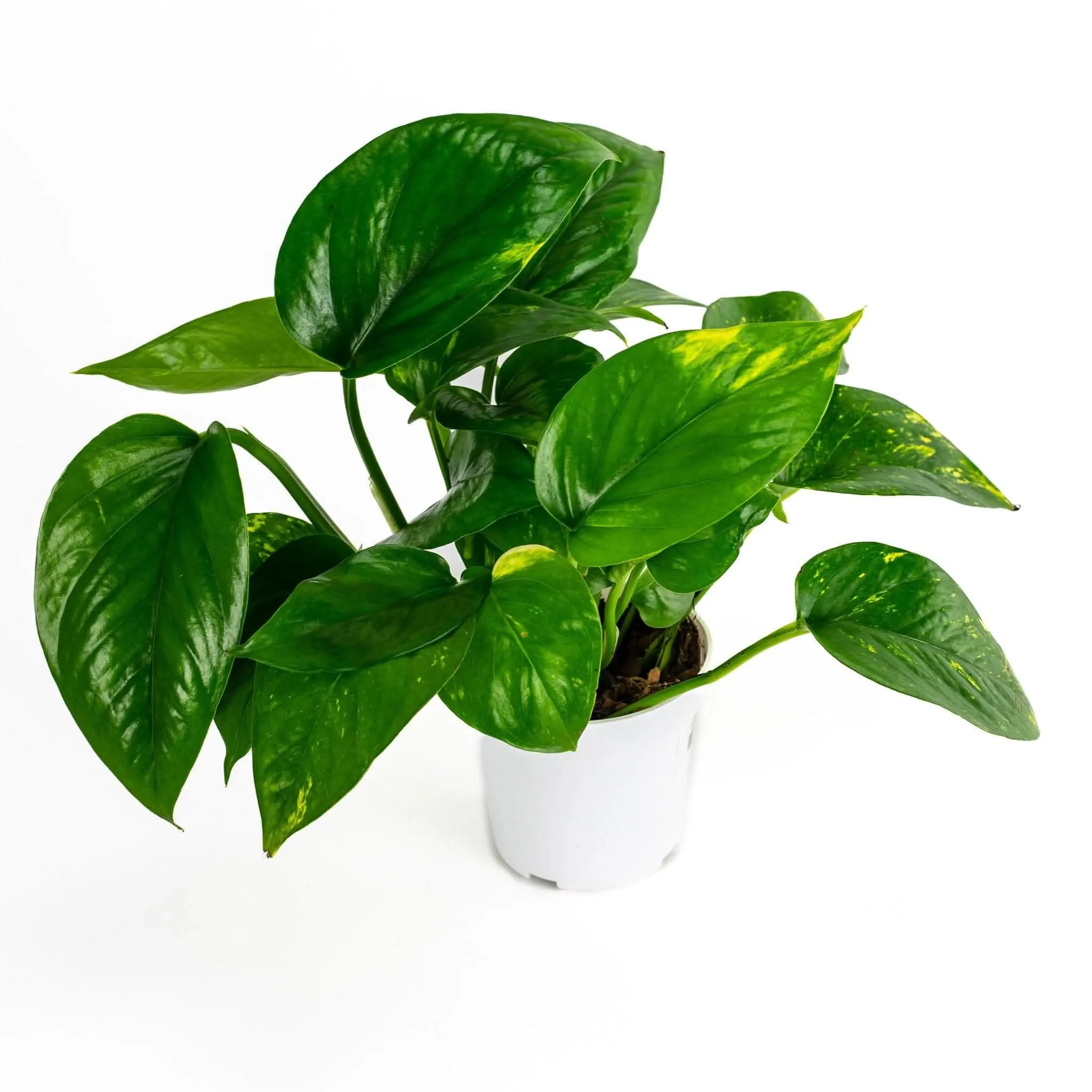 Golden Pothos
