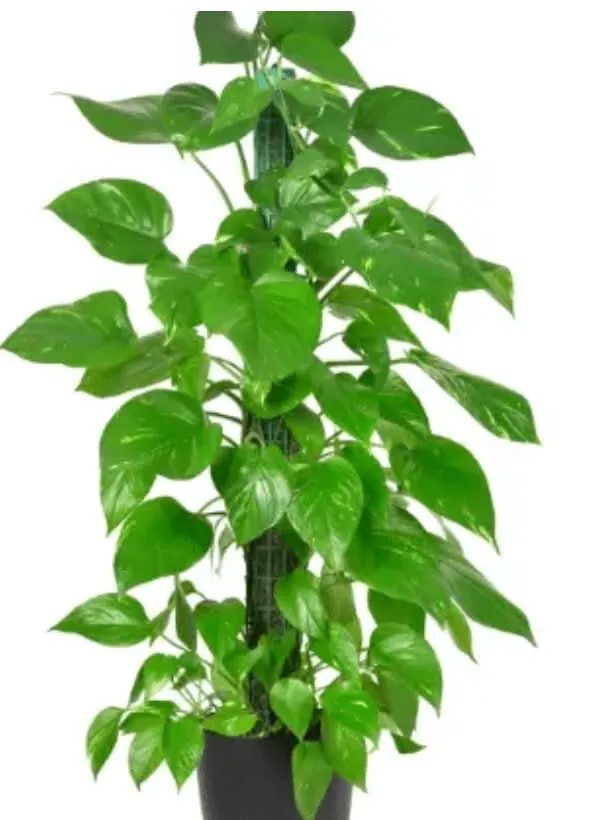 Golden Pothos