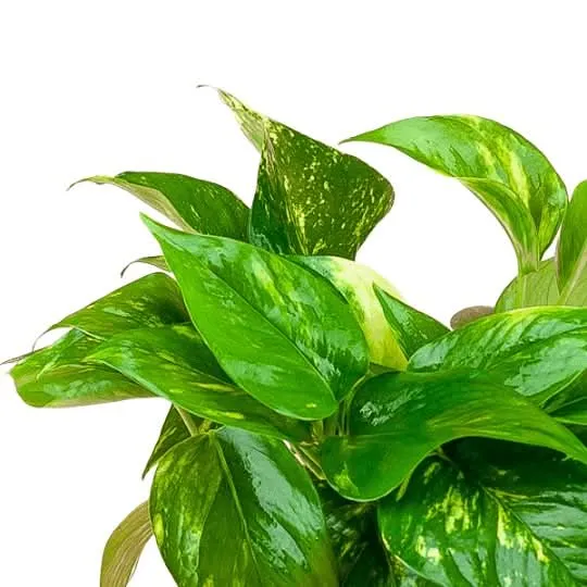 Golden Pothos