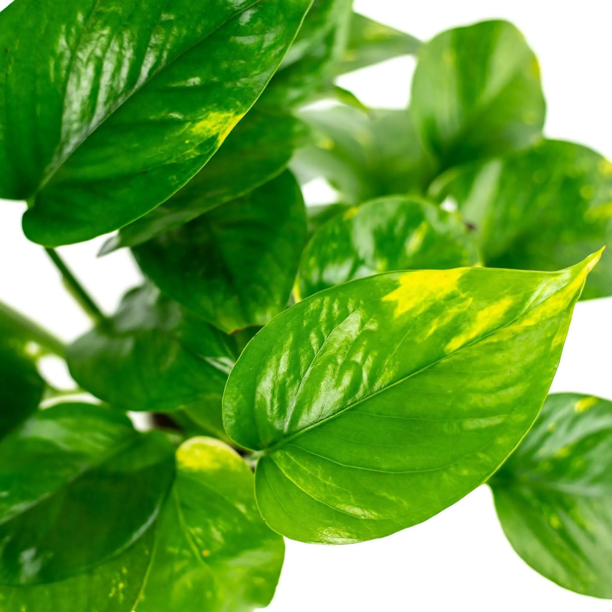 Golden Pothos