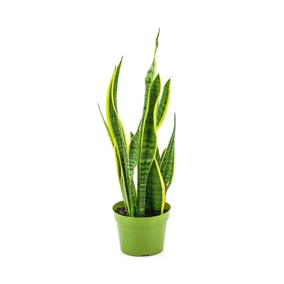 Laurentii Sansevieria Snake Plant