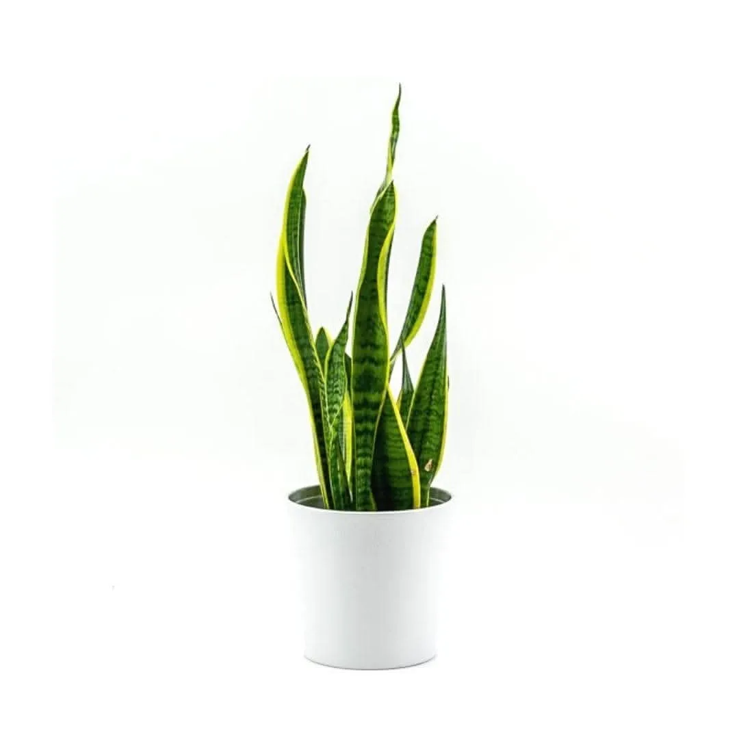 Laurentii Sansevieria Snake Plant