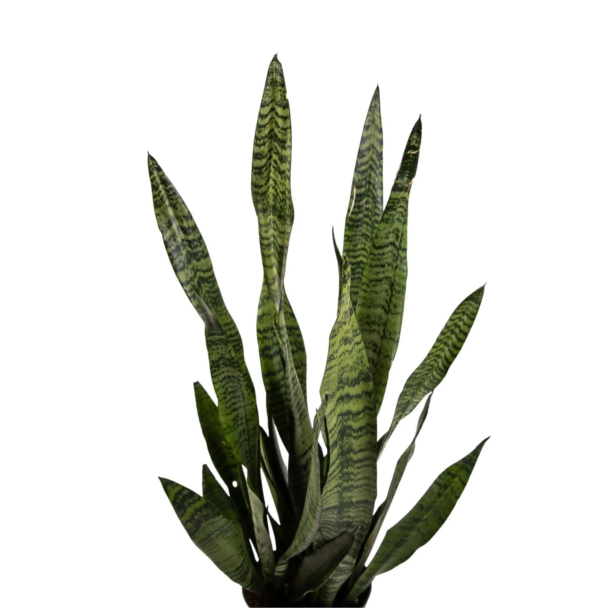 Snake Plant Sansevieria Zeylanica