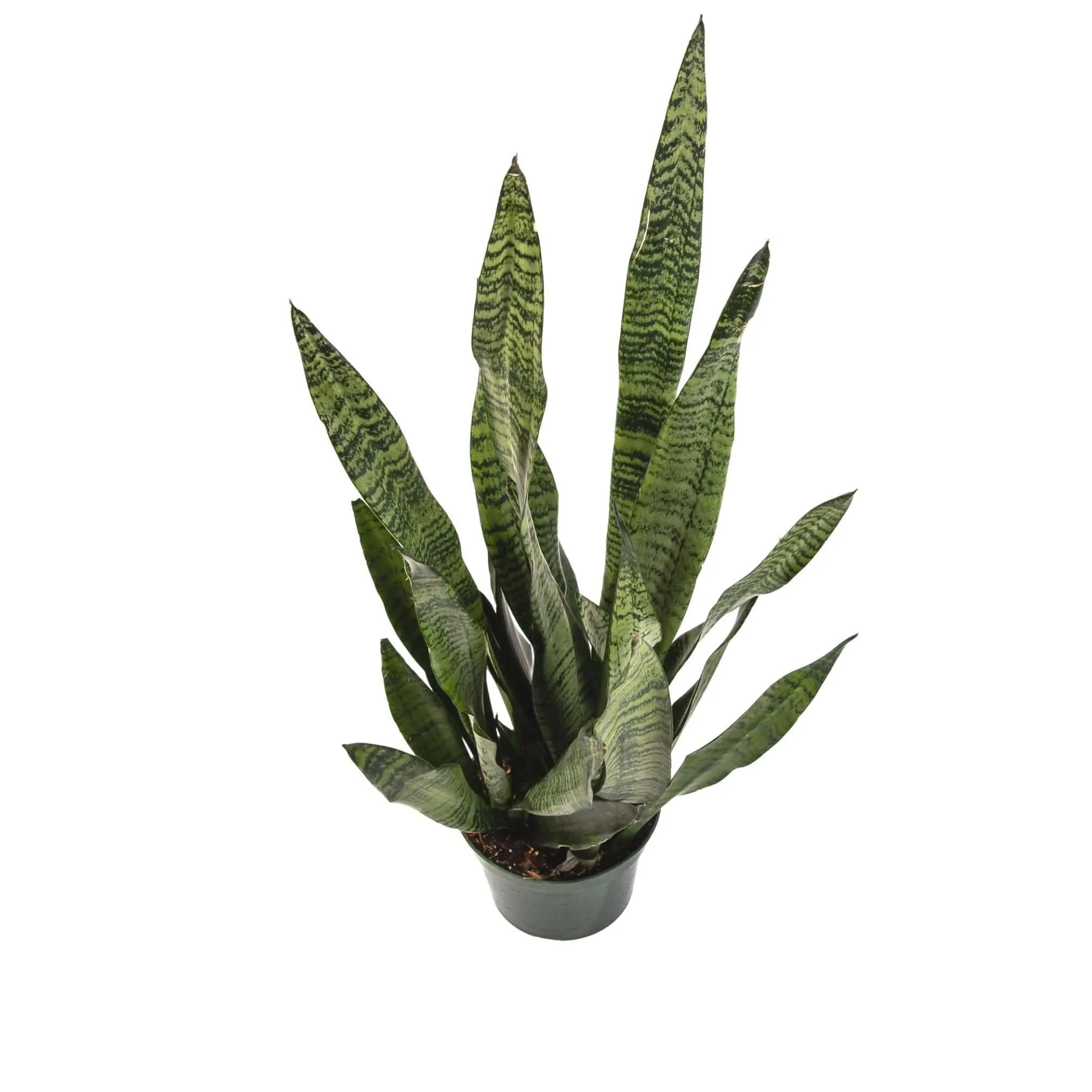 Snake Plant Sansevieria Zeylanica
