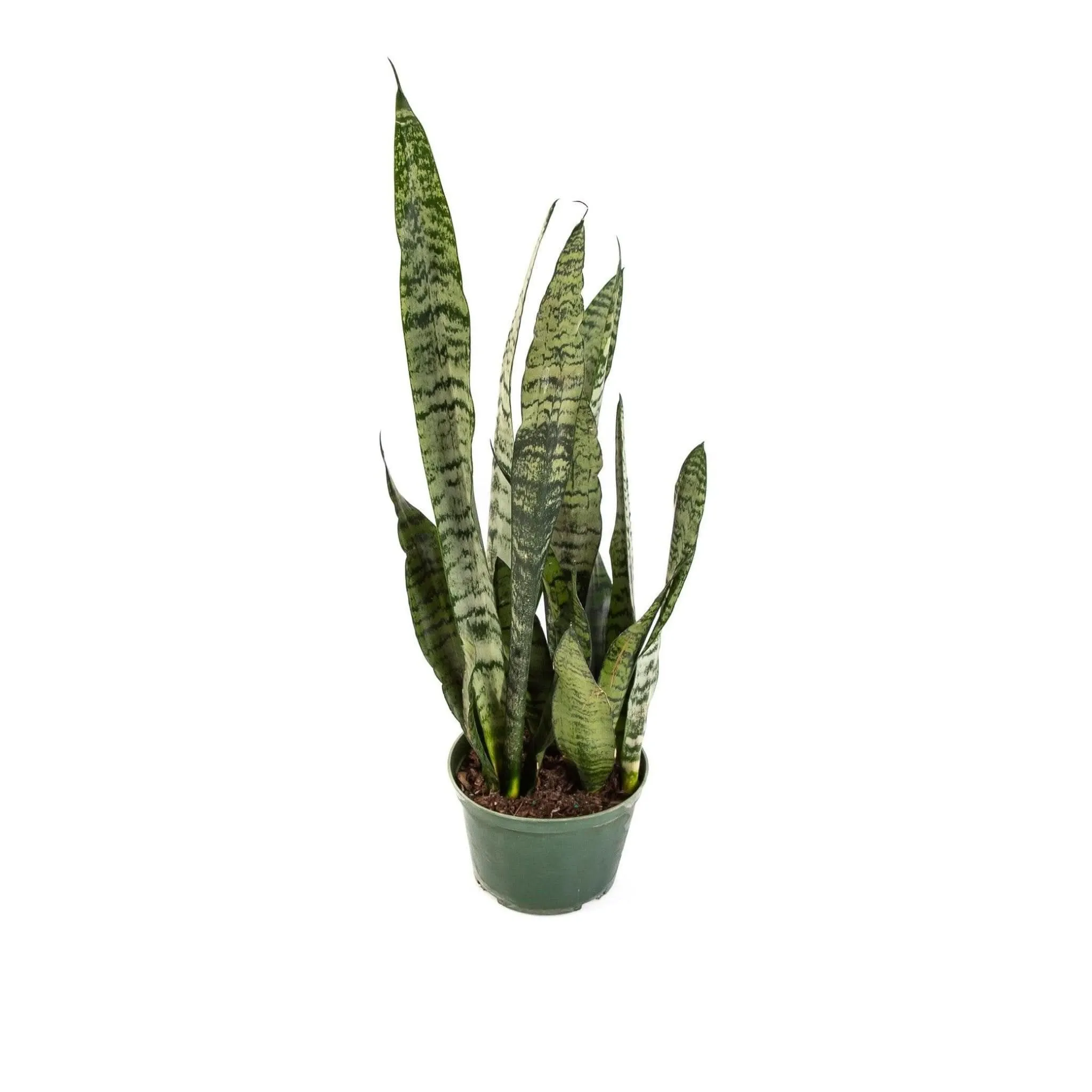 Snake Plant Sansevieria Zeylanica