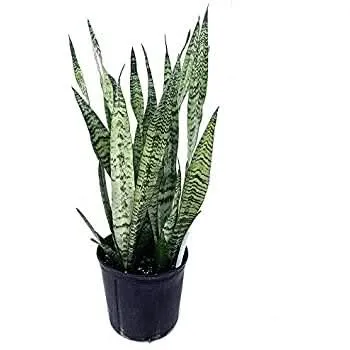 Snake Plant Sansevieria Zeylanica