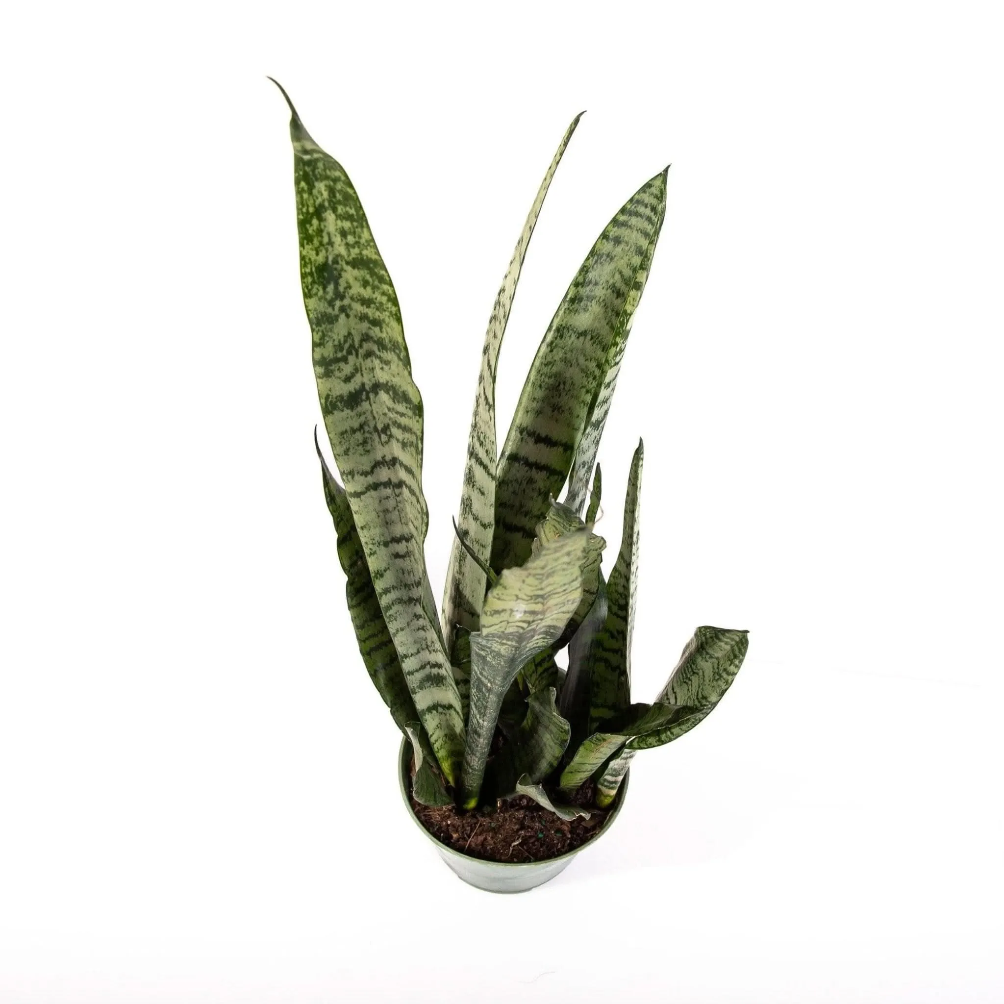 Snake Plant Sansevieria Zeylanica