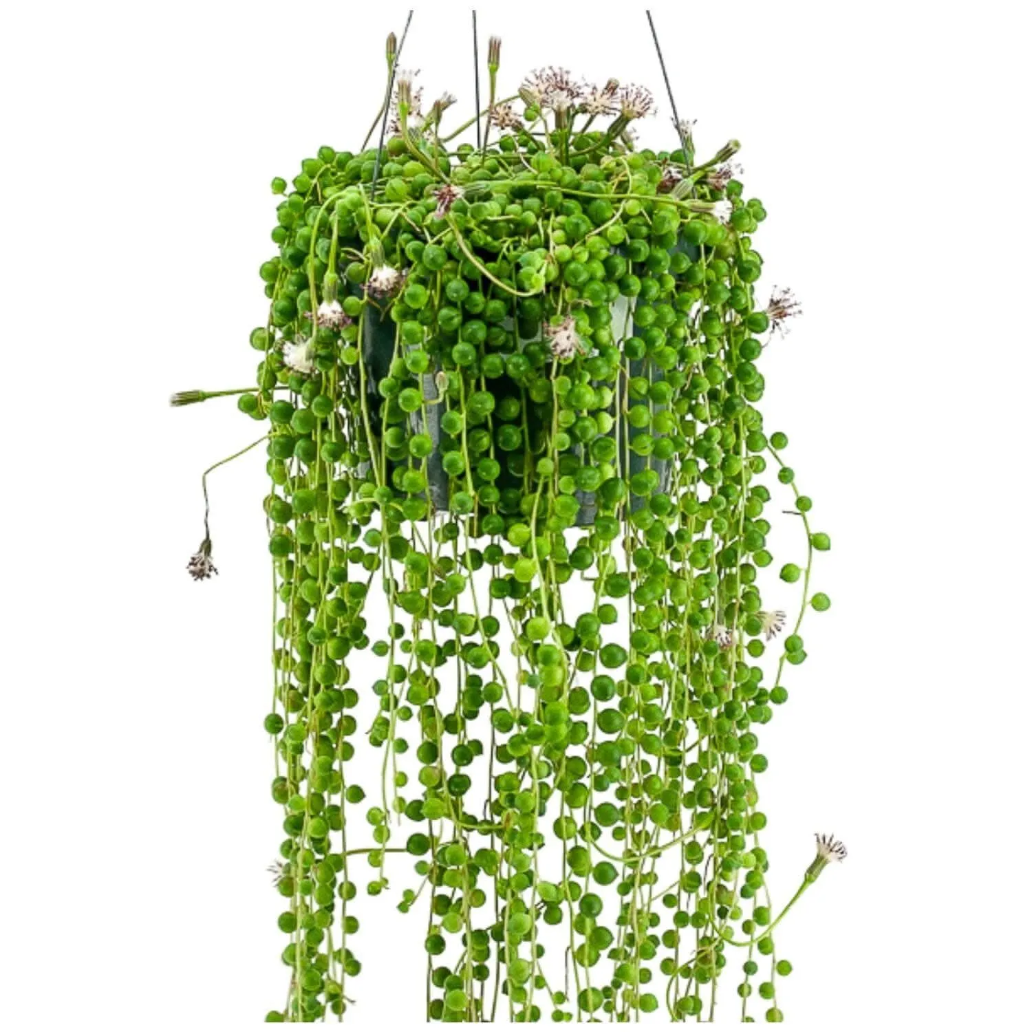 String of Pearls