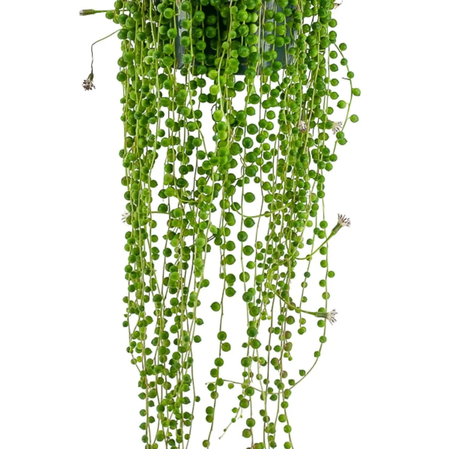 String of Pearls