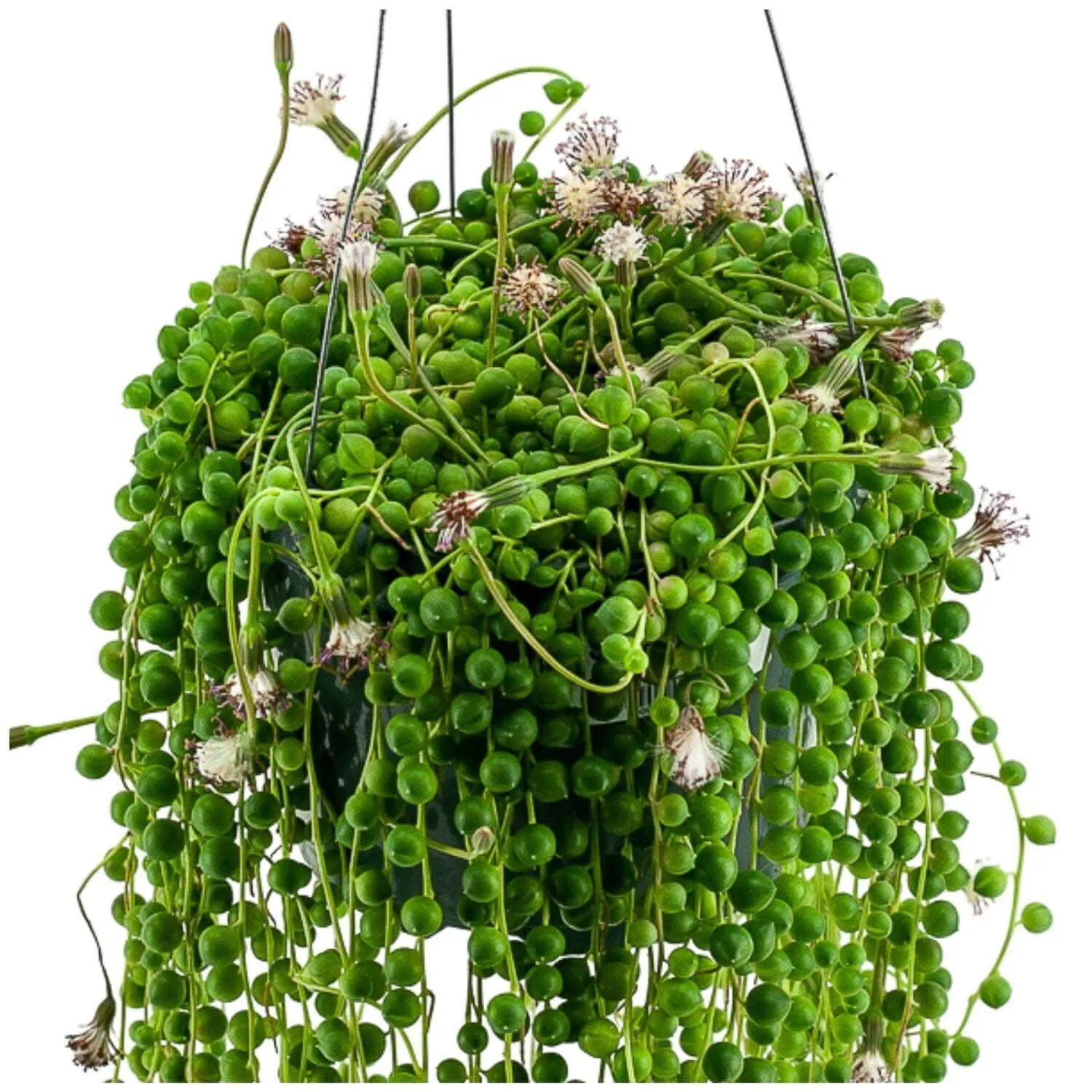String of Pearls