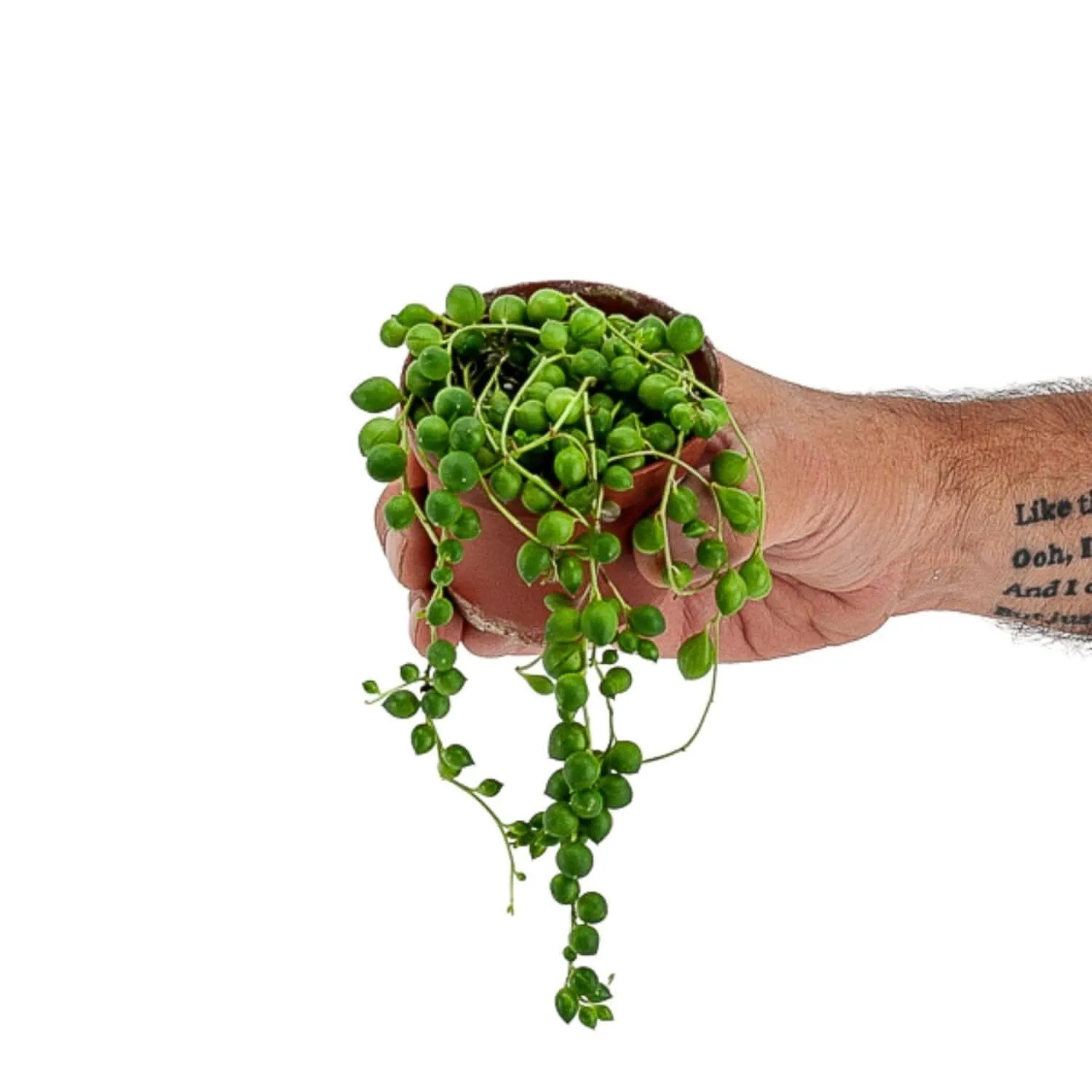 String of Pearls