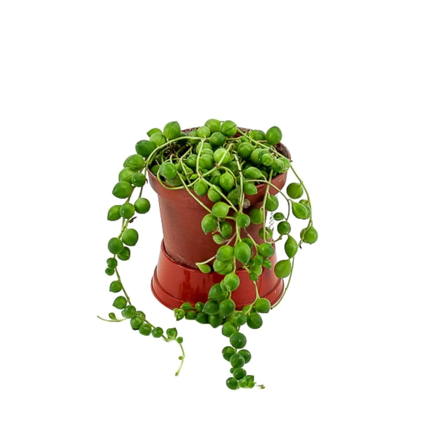 String of Pearls